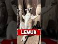 Lemur 🐀 🥰 #fyp #lemur #animals #richyanimals