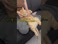 主にはくっつかないけど女子にはくっつく猫