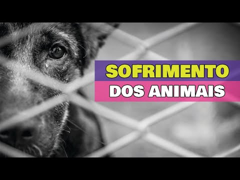 Vídeo: O Sofrimento é Igual à Dor Para Os Animais - Os Animais Sofrem