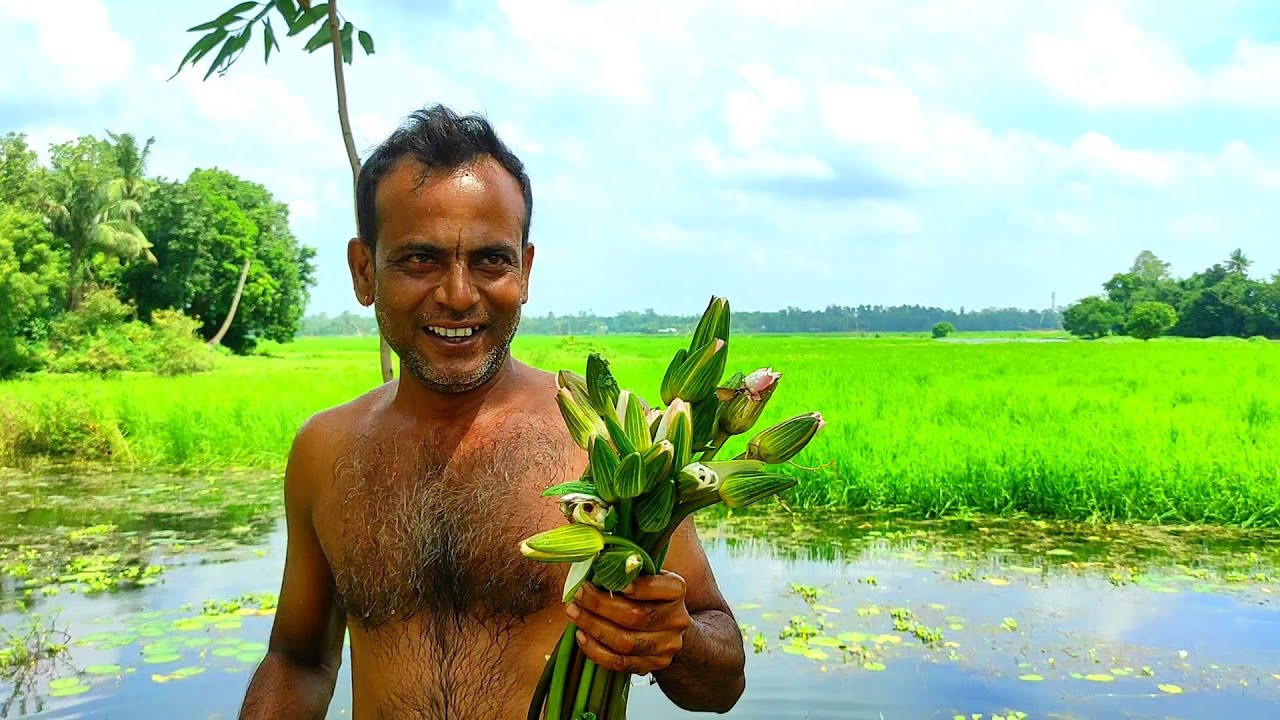 বিলের শাপলা সাথে বিলের ছোট মাছ | shadow of village