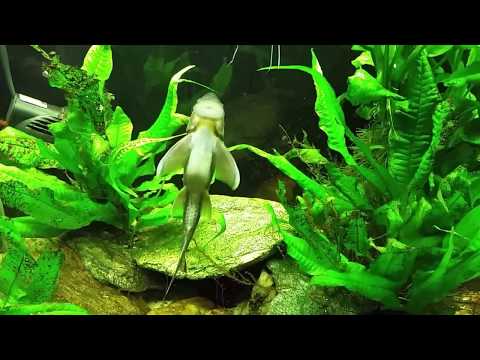 Fish I'll Never Buy Again: Chinese Algae Eater