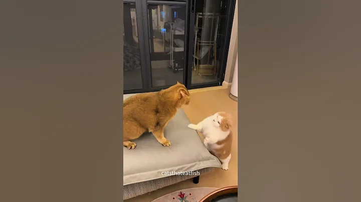 Watch the video about "Silly Cat Fight Compilation - You'll LOL!" #cat #catsoftiktok #catlover #funny #funnyvideos #cats