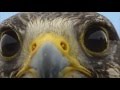 Spirit Bird - Xavier Rudd - with video clips from Earthflight series