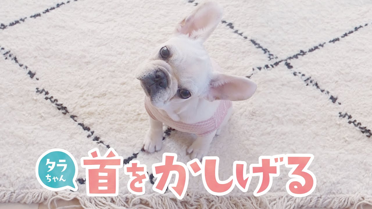 犬が首をかしげる音を聞かせてみたらやっぱりかわいかった フレンチブルドッグ French Bulldog Puppy Youtube