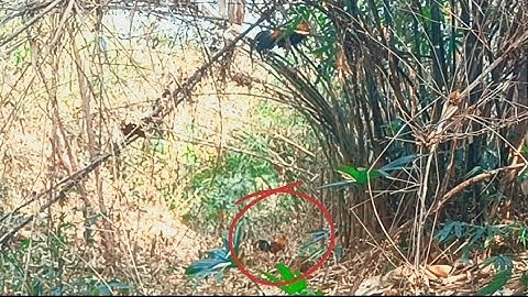 ต่อไก่ป่ามาที่สุดเลีย dib qaib qus tuaj zoo heev