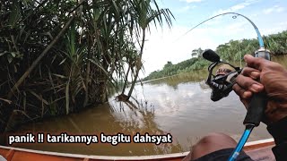 Download Lagu Mancing gurame !! Siapa sangka umpan kecoak di embat predator kapal selam MP3 Download Lagu Mancing gurame !! Siapa sangka umpan kecoak di embat predator kapal selam MP3