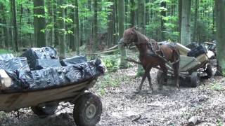 На Буковині 4 підводи везли в Румунію одну з найбільших партій контрабандного курива