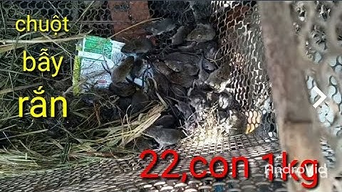 Bán chuột bẫy rắn. Giá rẻ. Tầm 22,con 1kg #lamnguyentv#