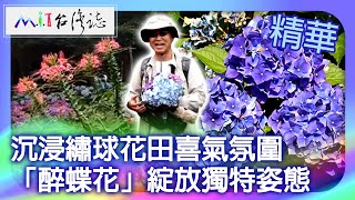 沉浸繡球花田喜氣氛圍 「醉蝶花」綻放獨特姿態｜臺北市 麥覺明【@ctvmit837集】