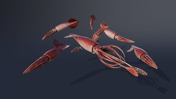 HumboldtSquid Showcase