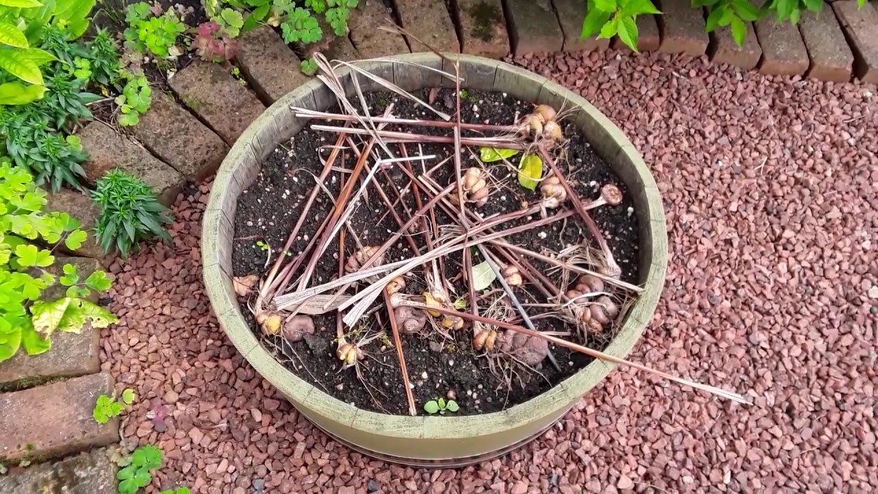 Storm Aileen and a quick look around the garden