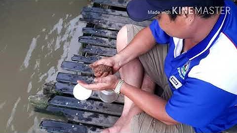 Câu Cá Trên Sông Mekong | Tập 1 : Săn Cá Tra Khu Vực Nhà Bè Chợ Mới, Long Xuyên An Giang