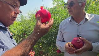 картинка: Пажуишгоҳи Анорпарварӣ дар Мозандарони Эрон.