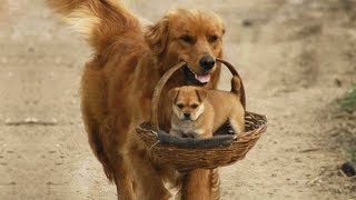 Cute is Not Enough - Funny Cats and Dogs Compilation #277