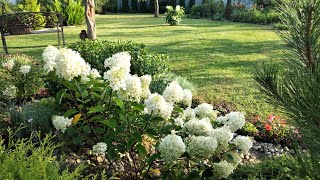 Моя Усадьба на 10 Сотках 🏠Сад в  Августе🌳 Посадка Декоративных Растений🌿 #garden #сад