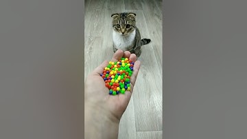 Marbles Cat Satisfying Reverse Video ASMR