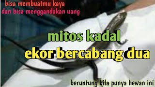 the myth of the forked-tailed lizard