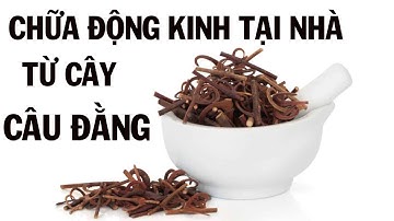 Chữa Động Kinh Co giật lâu năm tại nhà bằng cây câu đằng móc câu