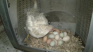 Folluktan Yumurta Toplama- Nesting Box Chicken Egg Collection