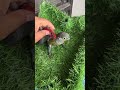 sun conure baby
