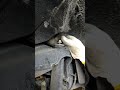 HOW TO REPLACE REAR SHOCK ABSORBER FOR 2015 NISSAN PATROL⚙️🚙 #mechanic #shortshorts #short