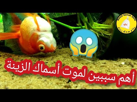 اهم سببين لموت أسماك الزينة