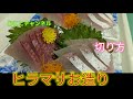 [魚の捌き方]ヒラマサ捌き方からお造りまで！