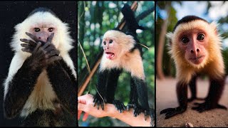 cute capuchin monkey | exploring their playful behavior and intelligent nature #monkey by World of Animals 140 views 1 year ago 3 minutes, 13 seconds
