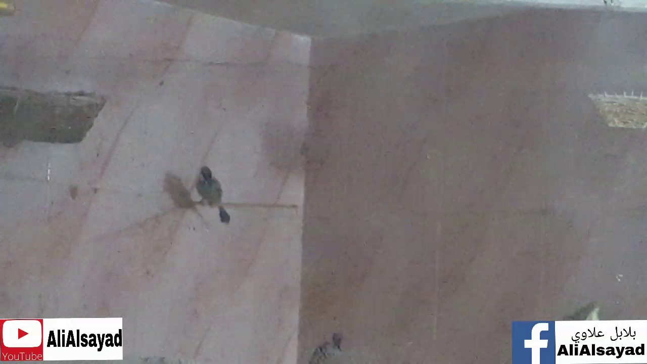 بلابل علاوي أ ب تزاوج البلابل الحلقة الرابعه تزاوج البلابل البريه @ali