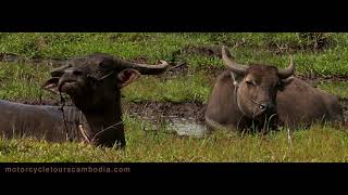 Red Raid Tours Cambodia Enduro