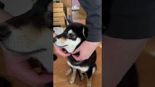 新しい首輪にドヤ顔の黒柴子犬ルウちゃん（笑）  #犬 #shibainu #子犬  #dog ＃柴犬＃黒柴