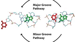 Major vs minor groove