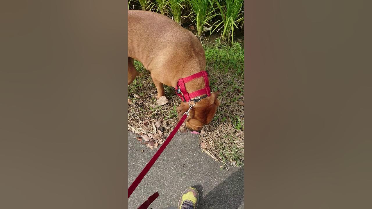 シーザーミランのPack Leader Collar土佐ピットで試してみた YouTube