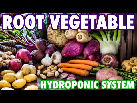 A Hydroponic System for Root Vegetables!