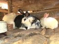 Casal de agrônomos aposta na criação de coelhos em Paulo de Frontin