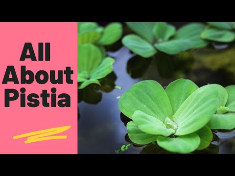 Video: Vannsalatdamplanter - Hvordan dyrke vannsalat