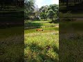 Tiger(ව්‍යාඝ්‍රයා) in a Sri lankan zoo