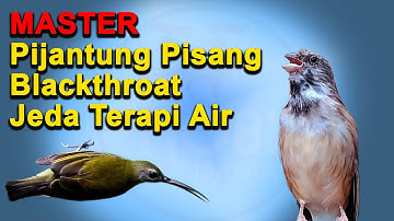 MASTER Pijantung Pisang Blackthroat  Jeda Terapi Air