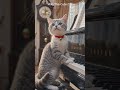 Milo's Beautiful Piano Performance