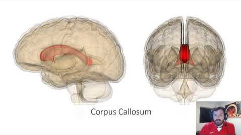 The Adaptable Brain Video