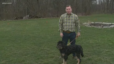 Meet Jim Donovan's dogs at the Donovan Farm