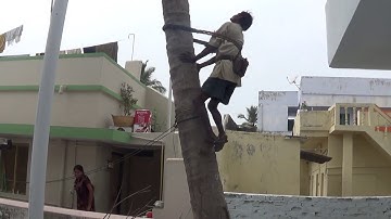 Coconut tree climbing