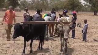 Animal Traction and Conservation Tillage, Burkina Faso screenshot 5