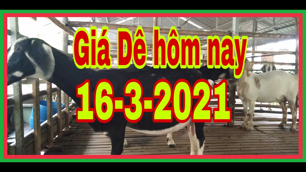 Giá Dê hôm nay , bán đực lửa giá rẻ (0337582202) |@nông nghiệp sạch TH | Tóm tắt các kiến thức liên quan gia dê hom nay đúng nhất