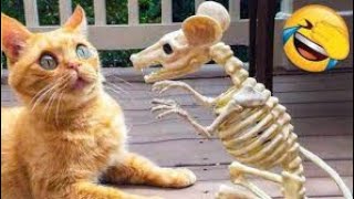 New funny animals funniest cats and dogs video