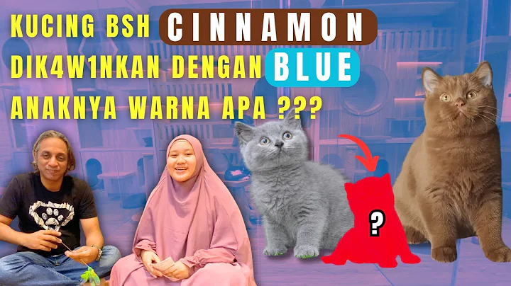 Video 6140791: kucing british shorthair blue, cat lovers
