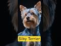 Silky Terrier – The Glamorous Australian Toy Terrier | History, Traits & Care Tips