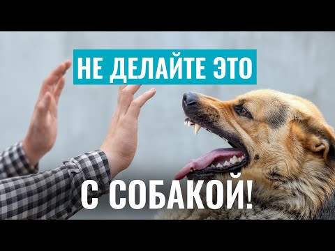 Не Делайте Это С Собакой, Чтобы Не Покусала! Почему Собаки Кусают И Как Избежать Агрессии