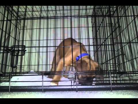 What do you do when your dog cries in his crate?