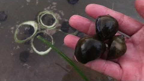 chuẩn bị mùa vụ 2026 cho bà con